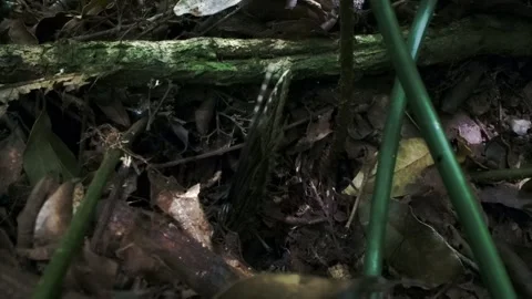 Blue morpho butterfly flutters on rainforest floor Stock Footage 249748266