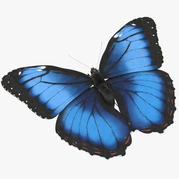 Blue Morpho Butterfly Flying Pose 02 3D Model