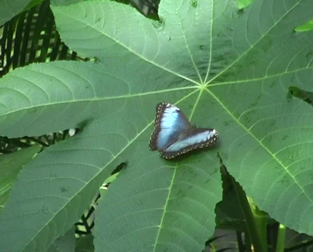 Blue Morpho Butterfly Stock Footage 328879