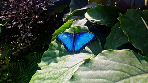 Blue Morpho Butterfly Stock Footage 130074970