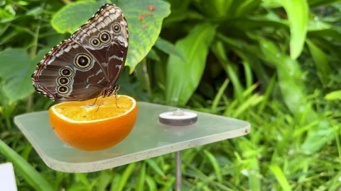 Blue Morpho Butterfly Stock Footage 292616160