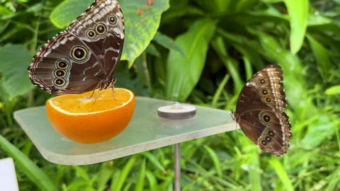 Blue Morpho Butterfly Stock Footage 292617819