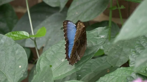 Blue morpho butterfly on a green leaf 4K Видео 93993453