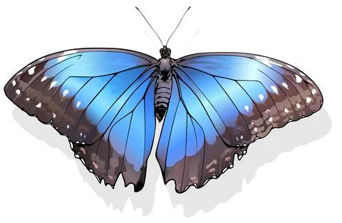 Blue Morpho Butterfly Stock Illustration