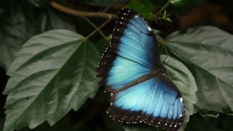 Blue morpho butterfly on leaf Stock Footage 90539635