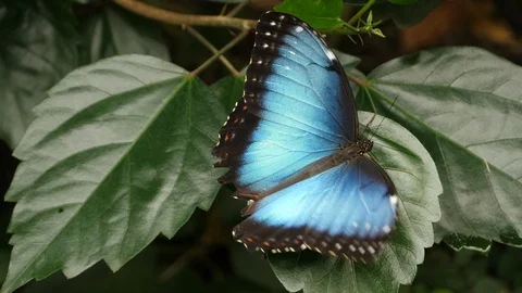 Blue morpho butterfly on leaf Stock Footage 90599974