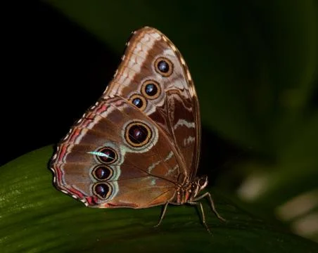 Blue Morpho Butterfly on leaf 스톡 사진