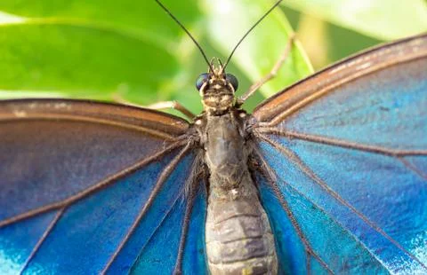 Blue morpho butterfly macro Stock Photos