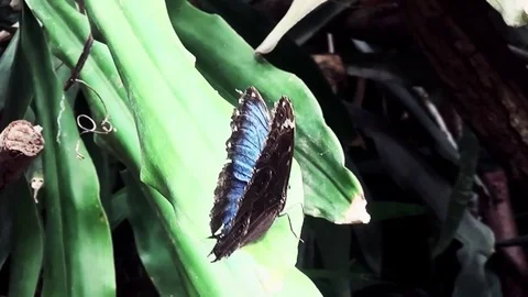 Blue Morpho Butterfly (Morpho Peleides) in the Netherlands Stock Footage 83092370