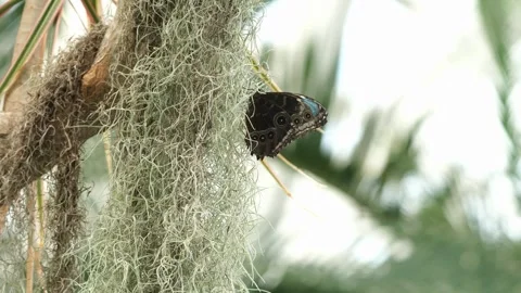 Blue Morpho Butterfly on Moss Stock Footage 305697639
