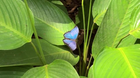 Blue morpho butterfly opening wings on green leaves Stock Footage 335287573