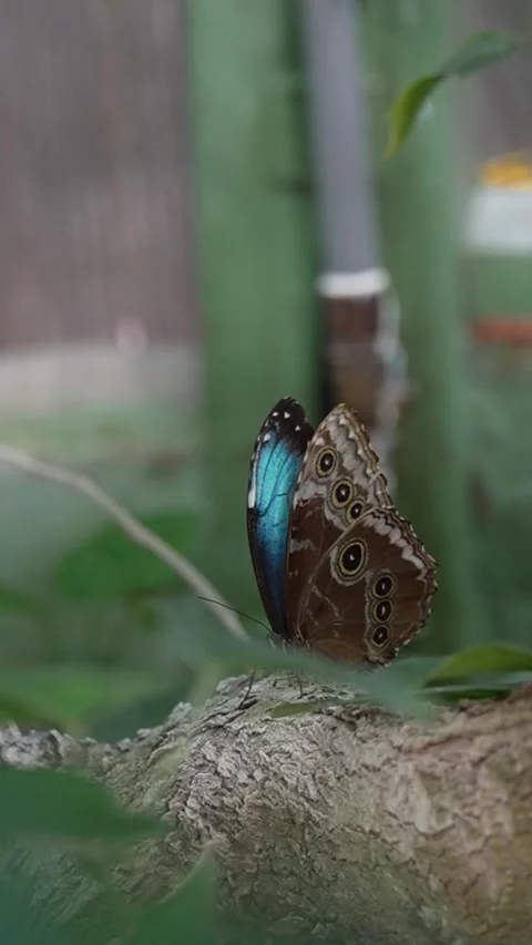Blue Morpho Butterfly Perched on Branch Stock Footage 342592344