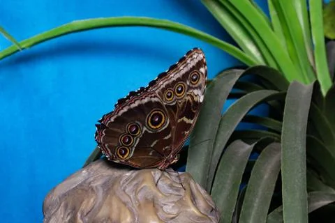 Blue Morpho Butterfly Perched on large stone Stock Photos