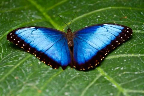 Blue Morpho Butterfly Stock Photos