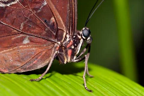 Blue morpho butterfly Stock Photos