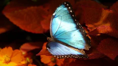 Blue Morpho Butterfly Stockfoto's