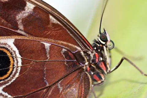 Blue morpho butterfly Stock Photos
