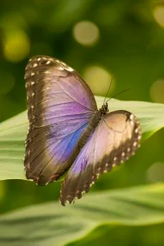 Blue morpho butterfly Stock Photos
