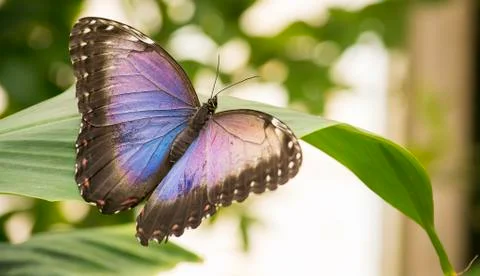 Blue morpho butterfly Stock Photos