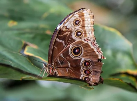 Blue morpho butterfly Stock Photos