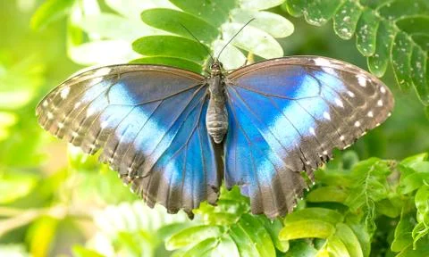 Blue morpho butterfly Stock Photos
