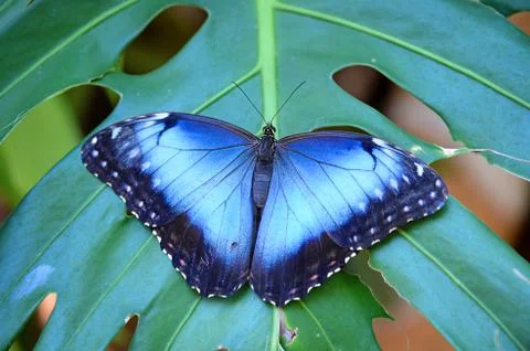 Blue Morpho Butterfly Stock Photos