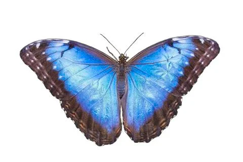 Blue Morpho Butterfly Stock Photos