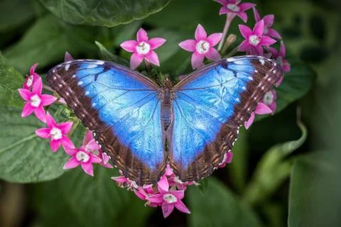 Blue Morpho Butterfly Stock Photos