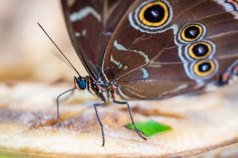 Blue Morpho Butterfly Stock Photos