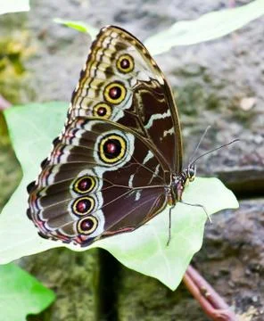 Blue Morpho butterfly at rest Stock Photos