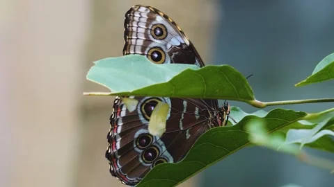 A blue morpho butterfly resting Stock Footage 251376491