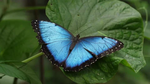 Blue Morpho Butterfly resting on leaf with wings open Stock-Footage 207526706