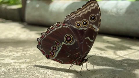 Blue morpho butterfly resting on stone Stock Footage 335287557