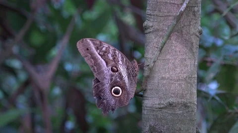 Blue Morpho butterfly sit on tree trunk in amazon rainforest close up Stock Footage 98599334
