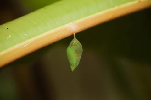 Blue Morpho Cocoon Foto stock