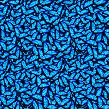 Blue morpho Stock Illustration