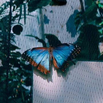 Blue morpho on mesh Stock Photos