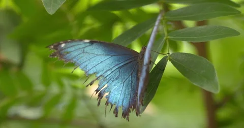 Blue Morpho (morpho menelaus) with worn wings on a leaf + flutters away 動画素材 65301238