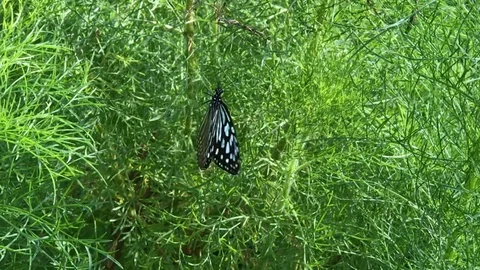 Blue Morpho, Morpho peleides, big butterfly sitting on green leaves, beautiful i Stock Footage 124939739