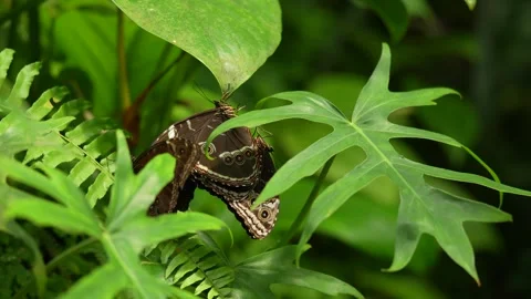 Blue Morpho, Morpho peleides, butterfly sitting on the green leave in nature hab Stock Footage 275883377