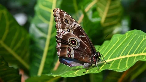 Blue Morpho or Morpho peleides, a big butterfly sitting on a leaf 스톡 동영상 238398244