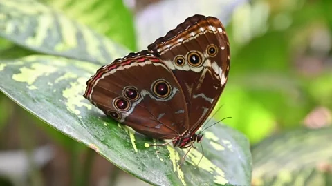 Blue Morpho or Morpho peleides, a big butterfly sitting on a leaf 스톡 동영상 238399388