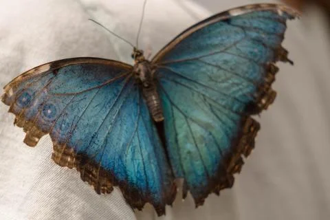 Blue morpho 写真素材