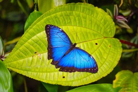 Blue morpho is resting on the leaves. Morpho peleides Stock Photos