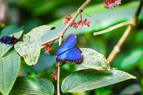 Blue morpho is resting on the leaves. Morpho peleides Stock Photos
