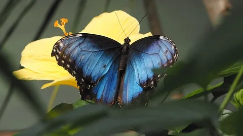 Blue Morpho on yellow hibiscus Stock Footage 126362061