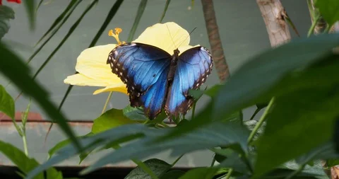 Blue Morpho on yellow hibiscus Stock Footage 126362078