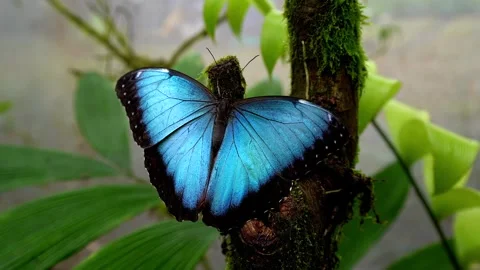 Blue morphos Butterfly, and the orange and black in Costa Rica Stock Footage 258714543