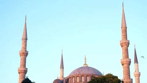 Blue Mosque or Sultan Ahmed Mosque at dawn, tilt up shot. Seagull fly on 스톡 동영상 248506344