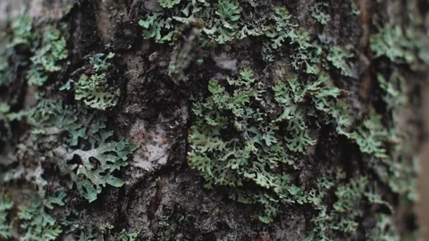 Blue moss on an old birch tree in close-up. autumn, cloudy weather. smooth Stock Footage 327618237